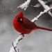 Red In The Snow by cjwhite