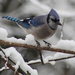 A Blue Jay Visiting by cjwhite