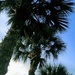 Palms by wilkinscd