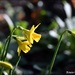 Daffodils in the sunshine by rosiekind