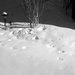 Squirrels footprints in the deep snow by bruni