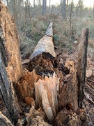 11th Feb 2020 - I saw this tree being blown down yesterday