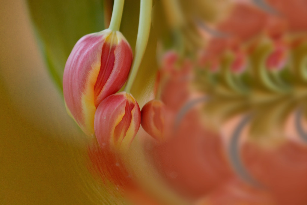 Two tulips by ziggy77