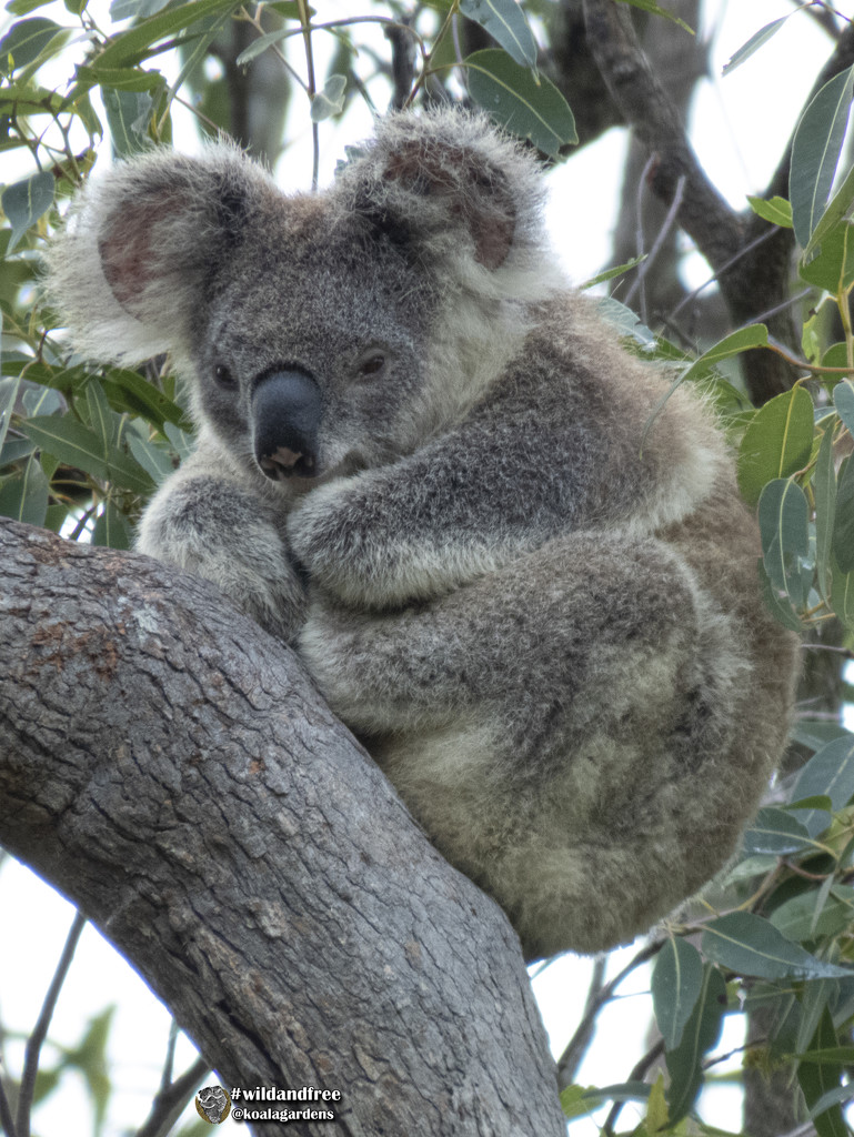 balancing trick by koalagardens