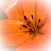 Orange Lily by frequentframes