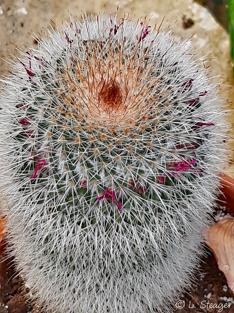 Mammillari Cactus by larrysphotos