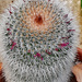 Mammillari Cactus by larrysphotos