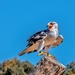 Black shouldered Kite  by ludwigsdiana