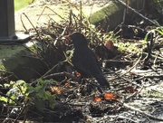 11th Feb 2020 - Blackbird