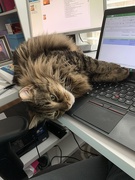 12th Feb 2020 - Tough to get any work done this way.