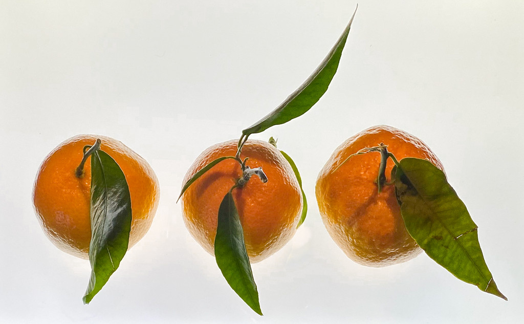 Mandarines on a LightPad  by sprphotos