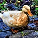 Buff Orpington Duck ~       by happysnaps