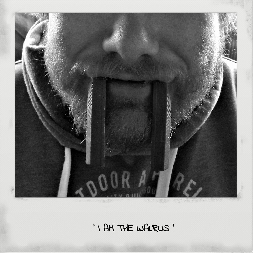 I am the walrus! by ajisaac