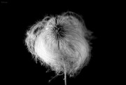 12th Feb 2020 - Clematis seed head