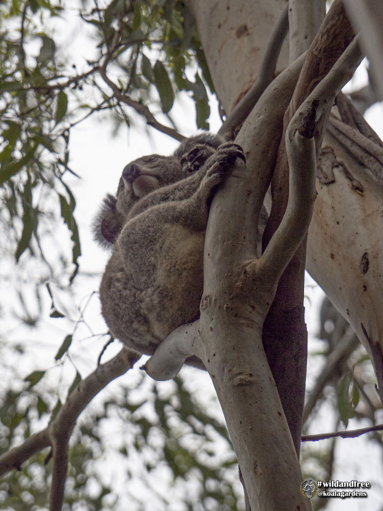 way way up high by koalagardens