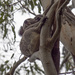 way way up high by koalagardens