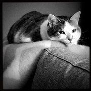 11th Feb 2020 - Pearl & The New Couch | Black & White