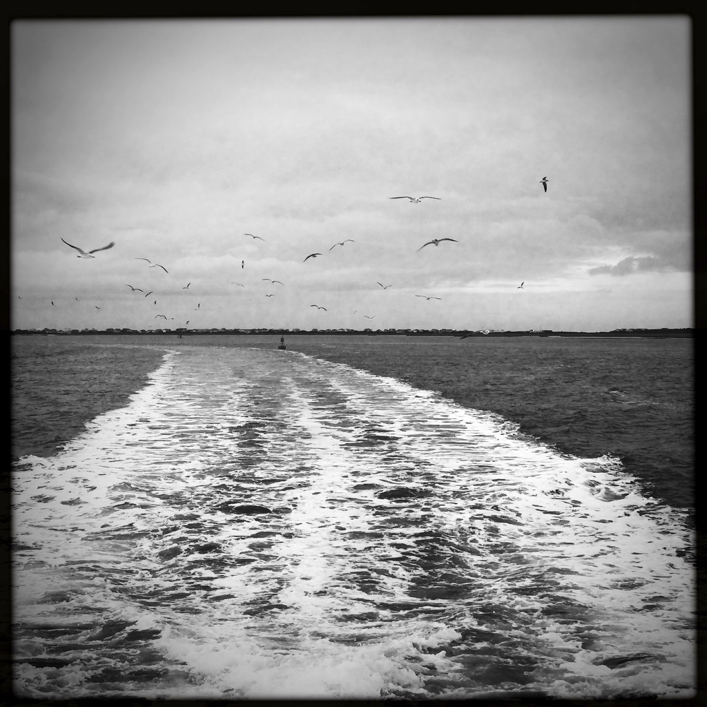 The Seagulls & The Wake | Black & White by yogiw