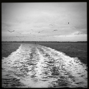 10th Feb 2020 - The Seagulls & The Wake | Black & White