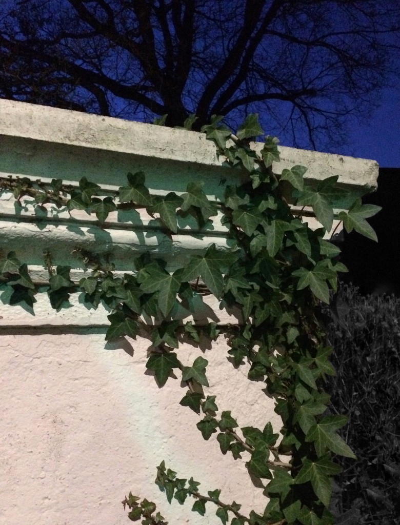 Ivy round a pillar by mollw