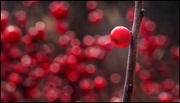 11th Feb 2020 - Red-Berries
