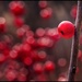 Red-Berries by ramr