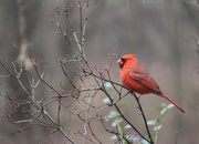12th Feb 2020 - The Beautiful Cardinal