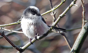12th Feb 2020 - Long tailed tit