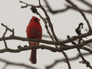 12th Feb 2020 - northern cardinal