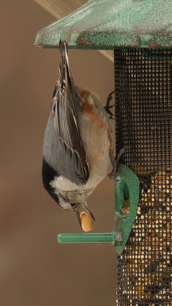 nuthatch and nut by rminer