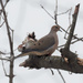 mourning dove on birch by rminer
