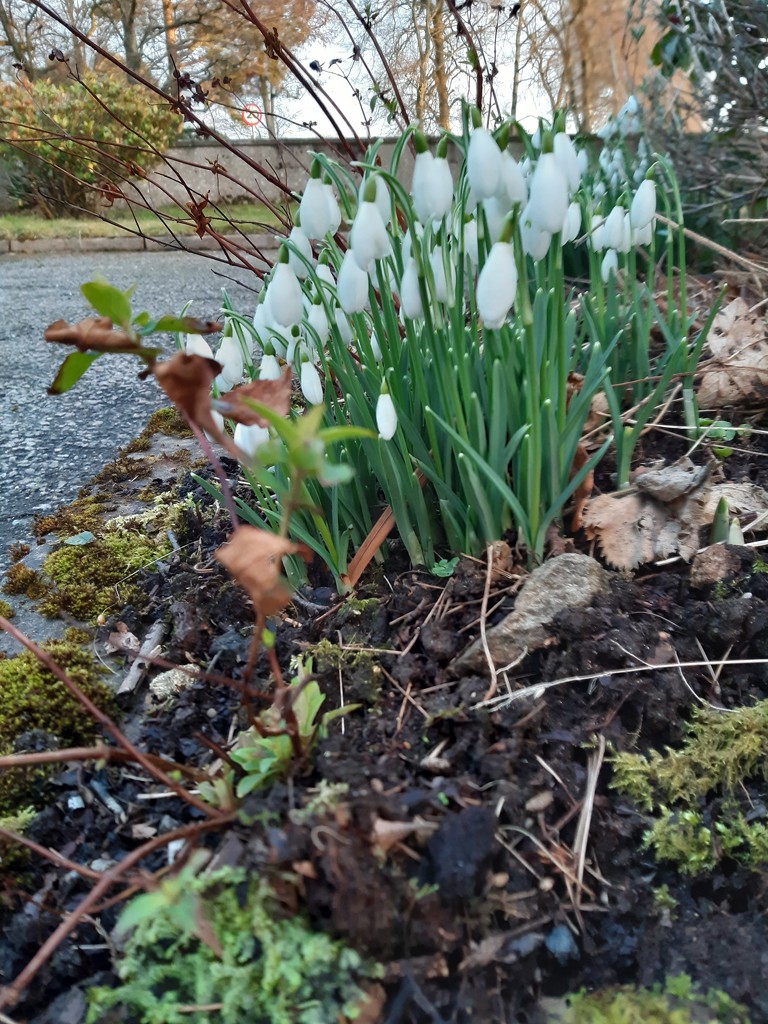 Snowdrops among friends  by sarah19