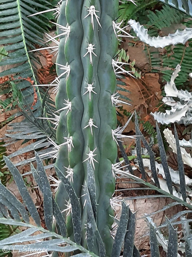 Cactus by larrysphotos