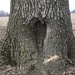 Love Is a Tree by genealogygenie