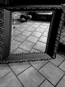 13th Feb 2020 - Doggie in the mirror