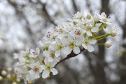 12th Feb 2020 - Bradford Pear in bloom