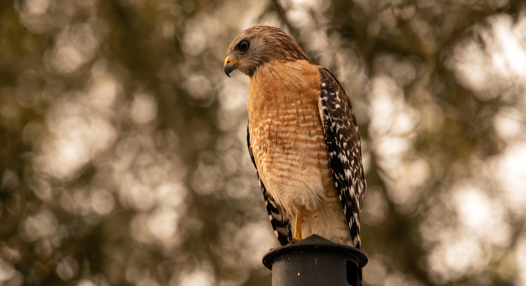 Red Shouldered Hawk on the Lamp Post! by rickster549