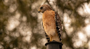 12th Feb 2020 - Red Shouldered Hawk on the Lamp Post!