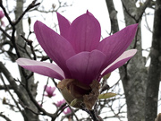 11th Feb 2020 - Magnolia Tulip