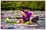 13th Feb 2020 - Picking water lilies..