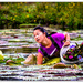Picking water lilies.. by julzmaioro