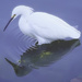 Egret  by joysfocus