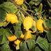 Lemon Tree by joysfocus