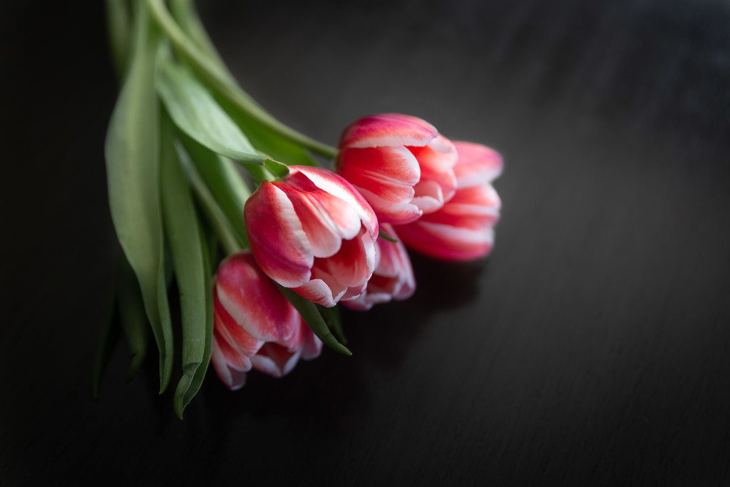 Tulips for Valentine's Day by tina_mac