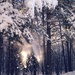 Осыпается снег в лучах солнца  by natalytry