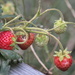 Strawberries by kgolab