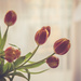 I love flowers by panoramic_eyes