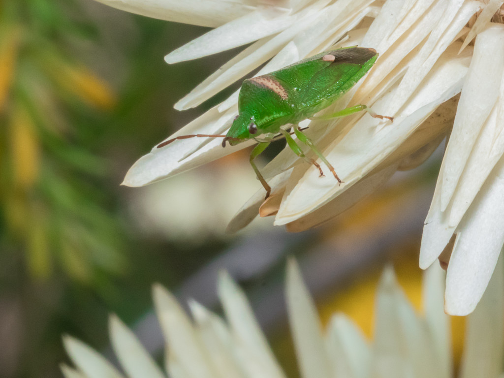 Green bug by gosia