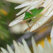 Green bug by gosia