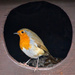 Robin In The Feed Box  by tonygig
